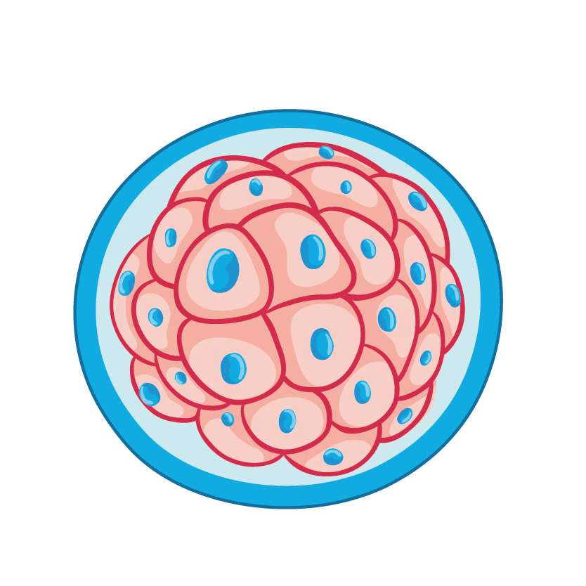 grading of embryo