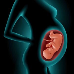 placenta