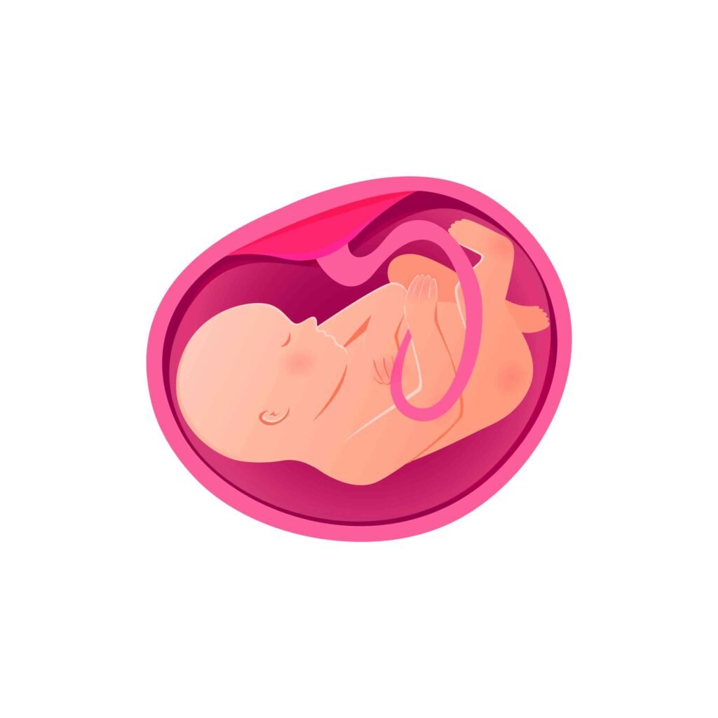 placenta after birth