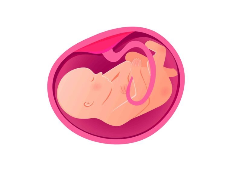 placenta after birth