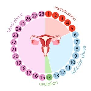 ovulation and fertility