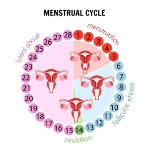 ovulation cycle