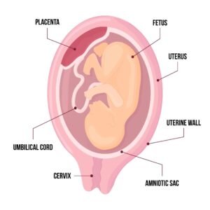 placenta after giving birth