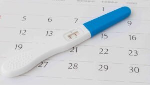 female ovulation period