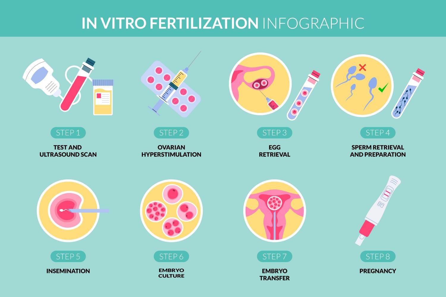IVF process duration